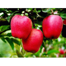 Fuji Fuji Apple rouge étoile Apple pour la vente en gros